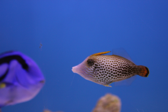  Pervagor spilosoma (Fan-tailed Filefish)